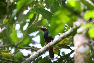 Tawny-tufted toucanet (Selenidera nattereri), Tukangiller (Ramphastidae) familyasından bir kuş türü. Bu fotoğraf Kolombiya 'da çekildi..