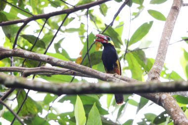 Tawny-tufted toucanet (Selenidera nattereri), Tukangiller (Ramphastidae) familyasından bir kuş türü. Bu fotoğraf Kolombiya 'da çekildi..