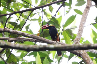 Tawny-tufted toucanet (Selenidera nattereri), Tukangiller (Ramphastidae) familyasından bir kuş türü. Bu fotoğraf Kolombiya 'da çekildi..