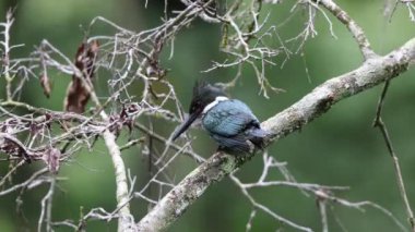 Amazon Kingfisher (Chloroceryle amazona), Cerylinae familyasından Alcedinidae familyasından bir balık türü. Bu fotoğraf Kolombiya 'da çekildi..