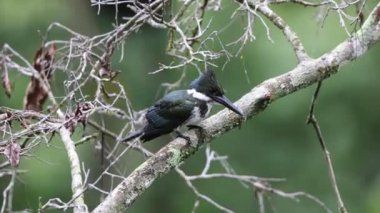 Amazon Kingfisher (Chloroceryle amazona), Cerylinae familyasından Alcedinidae familyasından bir balık türü. Bu fotoğraf Kolombiya 'da çekildi..