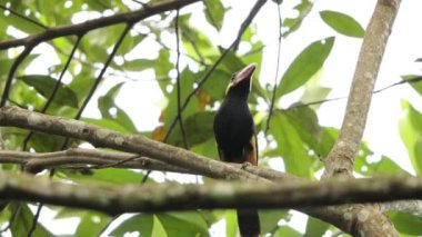 Tawny-tufted toucanet (Selenidera nattereri), Tukangiller (Ramphastidae) familyasından bir kuş türü. Bu fotoğraf Kolombiya 'da çekildi..