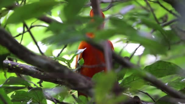Κόκορας Του Βράχου Guianan Rupicola Rupicola Είναι Ένα Είδος Cotinga — Αρχείο Βίντεο