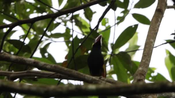 Tawny Tufted Toucanet Selenidera Nattereri Tukangiller Ramphastidae Familyasından Bir Kuş — Stok video