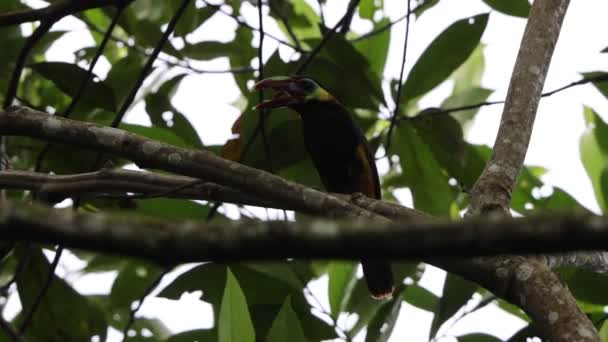 คาเน Selenidera Nattereri นนกท ใกล บหม นในตระก Tucan Ramphastidae ายท — วีดีโอสต็อก