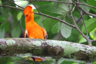 The Guianan cock-of-the-rock (Rupicola rupicola) is a species of cotinga, a passerine bird from South America. This photo was taken in Colombia. clipart