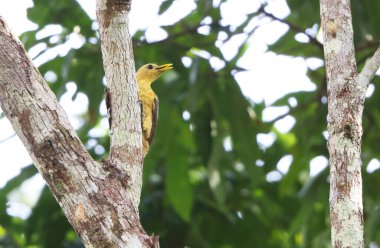 The cream-colored woodpecker (Celeus flavus) is a species of bird in subfamily Picinae of the woodpecker family Picidae. This photo was taken in Colombia. clipart
