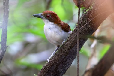 Büyük antshrike (Taraba major), Thamnophilidae familyasından Thamnophilinae familyasından bir kuş türü. Bu fotoğraf Colomiba 'da çekildi..