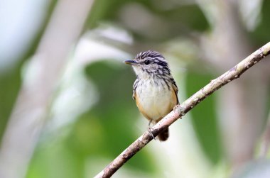 The Imeri warbling antbird (Hypocnemis flavescens) is a species of bird in the family Thamnophilidae. This photo was taken in Colombia. clipart