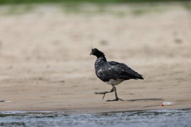 Boynuzlu çığırtkan (