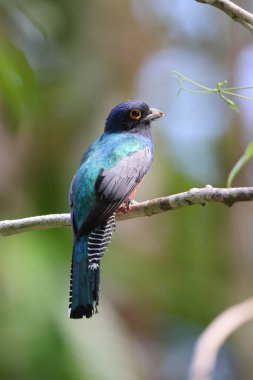 The blue-crowned trogon (Trogon curucui) is a species of bird in the family Trogonidae, the quetzals and trogons. This photo was taken in Colombia. clipart