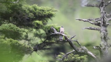 Kuzey şahini-guguk kuşu (