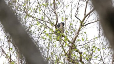 Kuzey şahini-guguk kuşu (