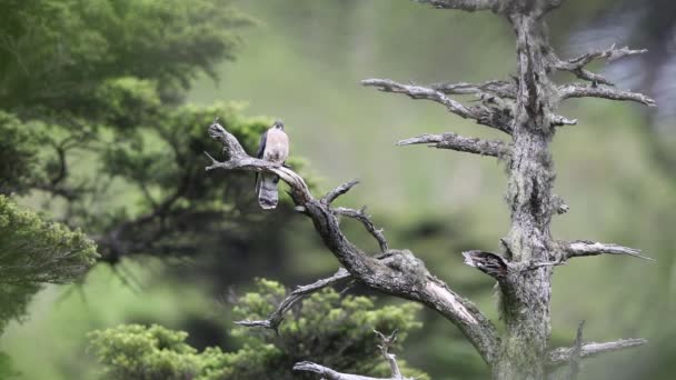 北方鹰杜鹃 Northern Hawk Cuckoo 或霍斯菲尔德鹰杜鹃 Horsfield Hawk Cuckoo Hierococcyx Hyperythrus — 图库视频影像