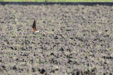 Japonya'da oryantal pratincole (glareola maldivarum)