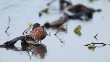 Japonya 'da Asya Dowitcher (Limnodromus semipalmatus)