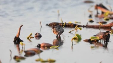 Japonya 'da Asya Dowitcher (Limnodromus semipalmatus)