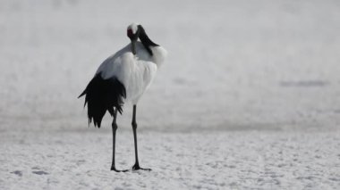 Japon vinç (grus japonensis) hokkaido, Japonya