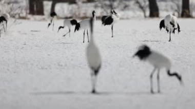 Japon vinç (grus japonensis) hokkaido, Japonya