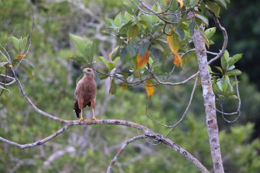 Savanna Hawk (Buteogallus meridionalis), açık savanalarda ve bataklık kenarlarında bulunan büyük bir yırtıcı kuş türüdür. Eskiden Heterospizias cinsindeydi..