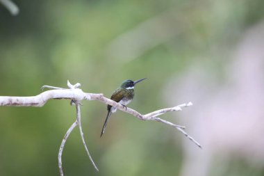 Bronz jakamar (Galbula leucogastra), Galbulidae familyasından bir kuş türü. Bu fotoğraf Kolombiya 'da çekildi..