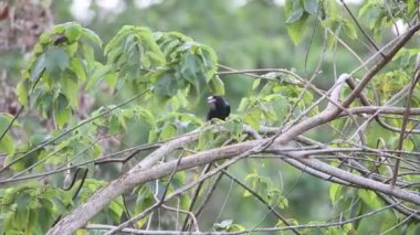 Beyaz gagalı karga (Corvus woodfordi), Solomon Adaları 'nda bulunan karga familyasının bir üyesidir..