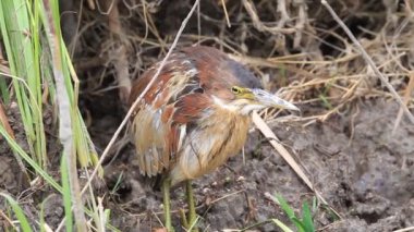 Japonya'da von Schrencks Balaban (Ixobrychus eurhythmus)