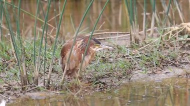 Japonya'da von Schrencks Balaban (Ixobrychus eurhythmus)