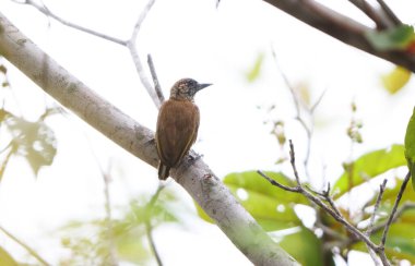 Orinoco piculet (Picumnus pumilus), Picidae familyasından Picumninae familyasından bir kuş türü. Bu fotoğraf Kolombiya 'da çekildi..