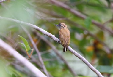 Orinoco piculet (Picumnus pumilus), Picidae familyasından Picumninae familyasından bir kuş türü. Bu fotoğraf Kolombiya 'da çekildi..