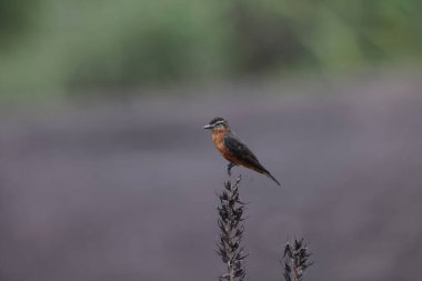 Kaya sinekkapanı (Hirundinea ferruginea sclateri), tirangiller (Tyrannidae) familyasından bir kuş türü. Bu fotoğraf Kolombiya 'da çekildi..