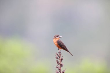 Kaya sinekkapanı (Hirundinea ferruginea sclateri), tirangiller (Tyrannidae) familyasından bir kuş türü. Bu fotoğraf Kolombiya 'da çekildi..