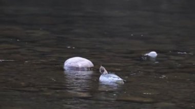 Çift taraflı pullu merganser veya Japonya Çin mrganser (mergus squamatus)