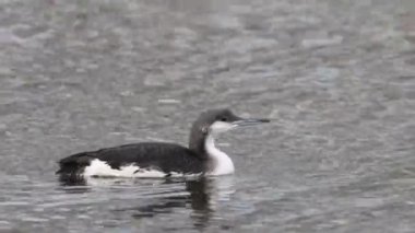 Kara gerdanlı dalgıç veya Japonya Arctic Loon (Gavia arctica)