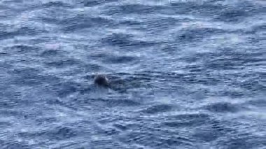 Su samuru (Enhydra lutris), Kuzey Pasifik Okyanusu 'nun kuzey ve doğu kıyılarında yaşayan bir su memelisidir. Bu fotoğraf Japonya, Hokkaido 'da çekildi..