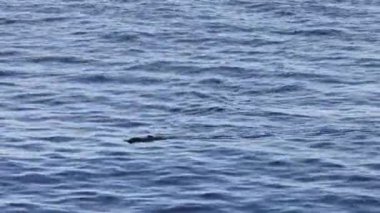 Su samuru (Enhydra lutris), Kuzey Pasifik Okyanusu 'nun kuzey ve doğu kıyılarında yaşayan bir su memelisidir. Bu fotoğraf Japonya, Hokkaido 'da çekildi..
