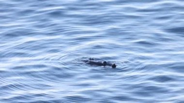 Su samuru (Enhydra lutris), Kuzey Pasifik Okyanusu 'nun kuzey ve doğu kıyılarında yaşayan bir su memelisidir. Bu fotoğraf Japonya, Hokkaido 'da çekildi..