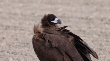 Aegypius monachus (Aegypius monachus), Avrasya 'nın ılıman bölgelerinden geçen büyük bir yırtıcı kuş türü.. 