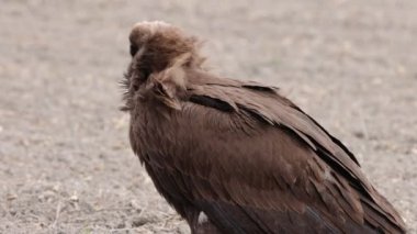 Aegypius monachus (Aegypius monachus), Avrasya 'nın ılıman bölgelerinden geçen büyük bir yırtıcı kuş türü.. 