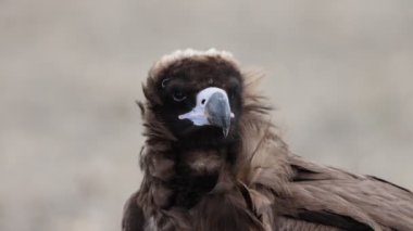 Aegypius monachus (Aegypius monachus), Avrasya 'nın ılıman bölgelerinden geçen büyük bir yırtıcı kuş türü.. 