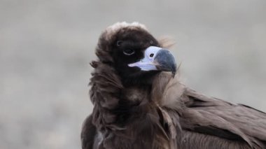Aegypius monachus (Aegypius monachus), Avrasya 'nın ılıman bölgelerinden geçen büyük bir yırtıcı kuş türü.. 