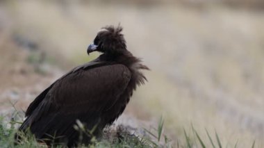 Aegypius monachus (Aegypius monachus), Avrasya 'nın ılıman bölgelerinden geçen büyük bir yırtıcı kuş türü.. 