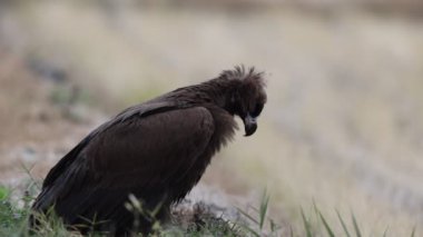 Aegypius monachus (Aegypius monachus), Avrasya 'nın ılıman bölgelerinden geçen büyük bir yırtıcı kuş türü.. 
