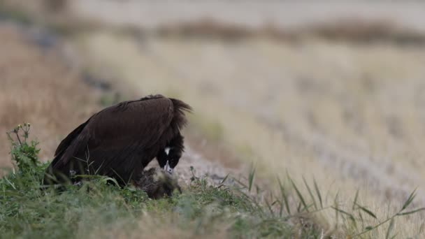 Cinereous Vulture Eurasian Black Vulture Aegypius Monachus Large Raptor Family — Stock Video