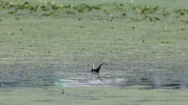 Sülün kuyruklu Jakana (hydrophasianus chirurgus) Japonya