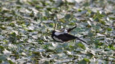 Sülün kuyruklu Jakana (hydrophasianus chirurgus) Japonya
