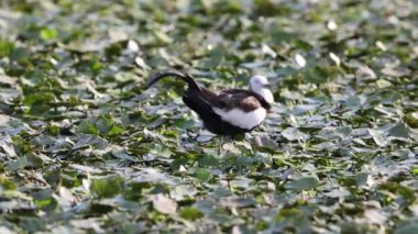 Sülün kuyruklu Jakana (hydrophasianus chirurgus) Japonya