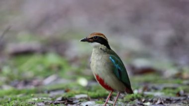 Peri pittası (Pitta nympha), Pittidae familyasından bir kuş türü..