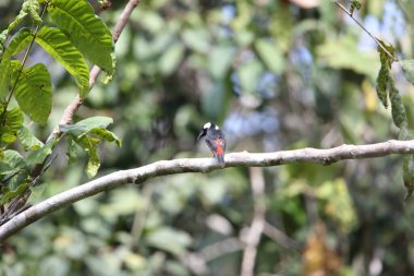 Peltoplar (Peltoplar blainvillii), Artamidae familyasından bir kuş türü. Endonezya ve Papua Yeni Gine 'de bulunur.. 