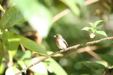 Zeytin taçlı çiçek gagalı (